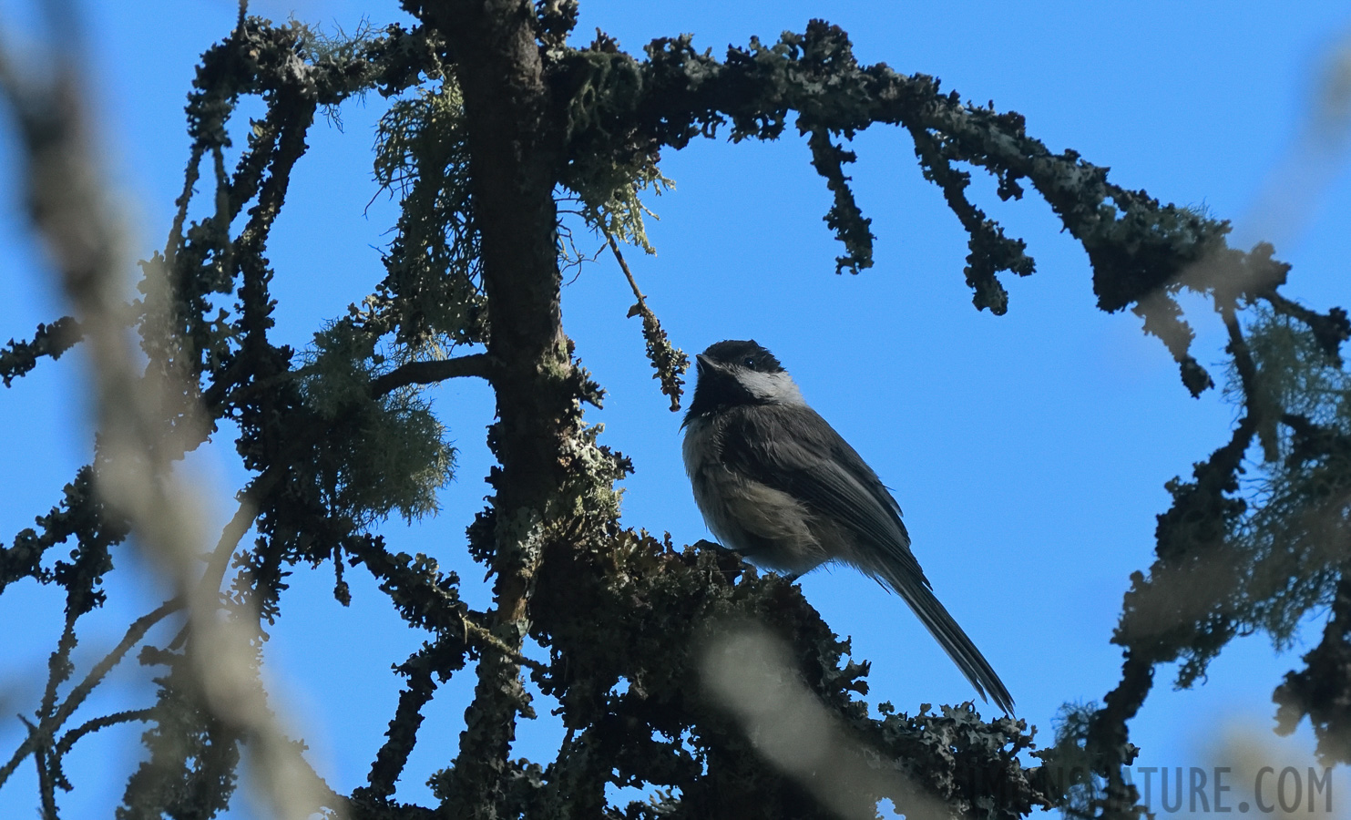 Poecile atricapillus atricapillus [400 mm, 1/2500 Sek. bei f / 8.0, ISO 1600]